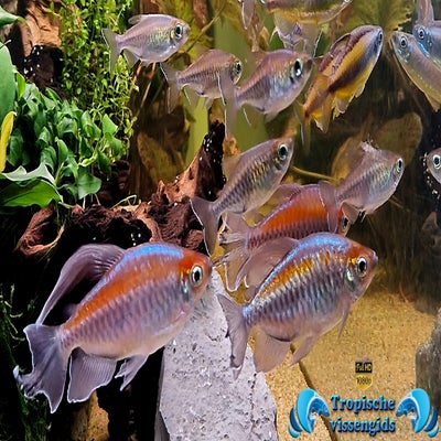 Phenacogrammus interruptus