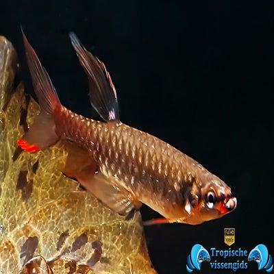 Copella arnoldi