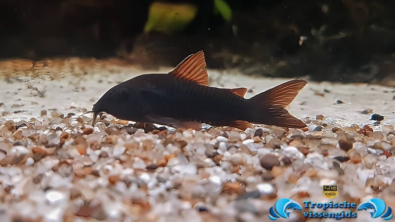 Corydoras sp. &quot;Black Venezuela&quot;
