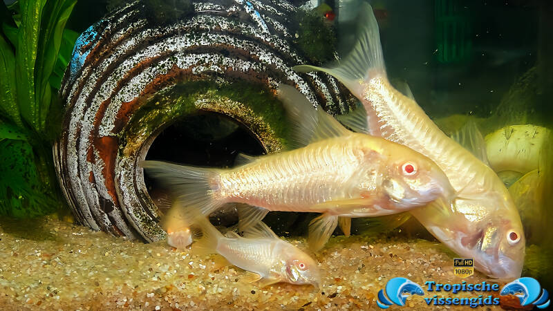Osteogaster aeneus albino