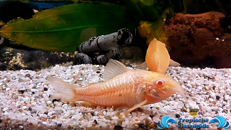 Osteogaster aeneus albino