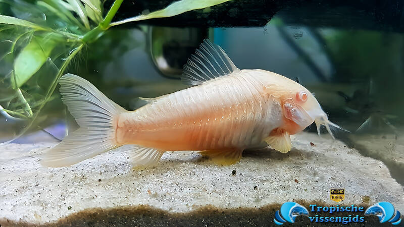 Osteogaster aeneus albino