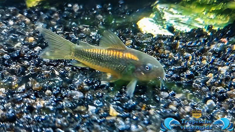 Osteogaster aeneus gold stripe