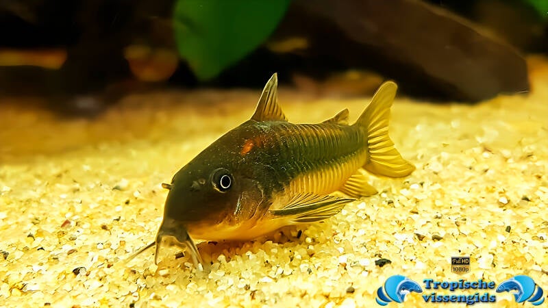 Osteogaster aeneus gold stripe