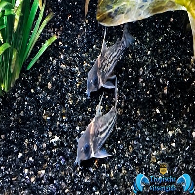 Brochis agassizii