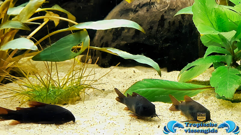 Corydoras sp. &quot;Black Venezuela&quot;