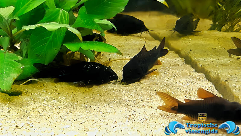 Corydoras sp. &quot;Black Venezuela&quot;
