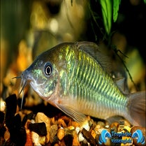 Brochis splendens