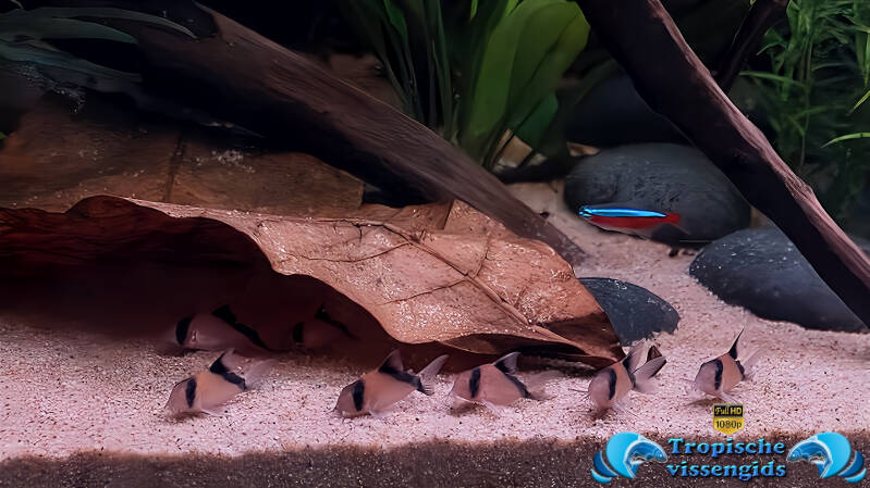 Hoplisoma davidsandsi