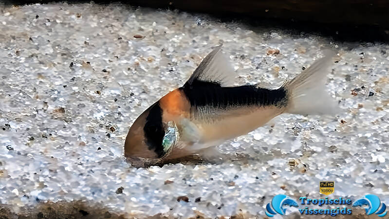 Hoplisoma duplicareus