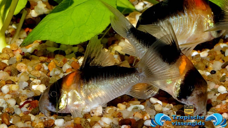 Hoplisoma duplicareus