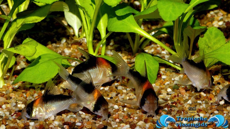 Hoplisoma duplicareus