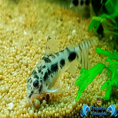 Hoplisoma habrosum