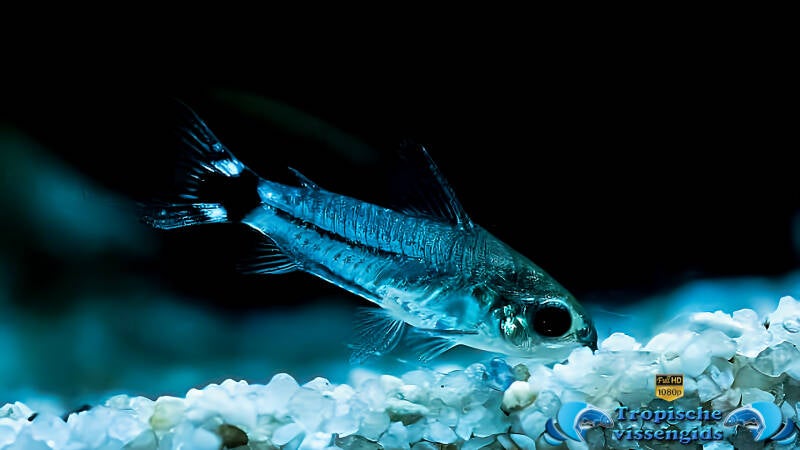 Gastrodermus hastatus