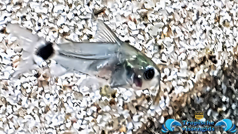 Gastrodermus hastatus