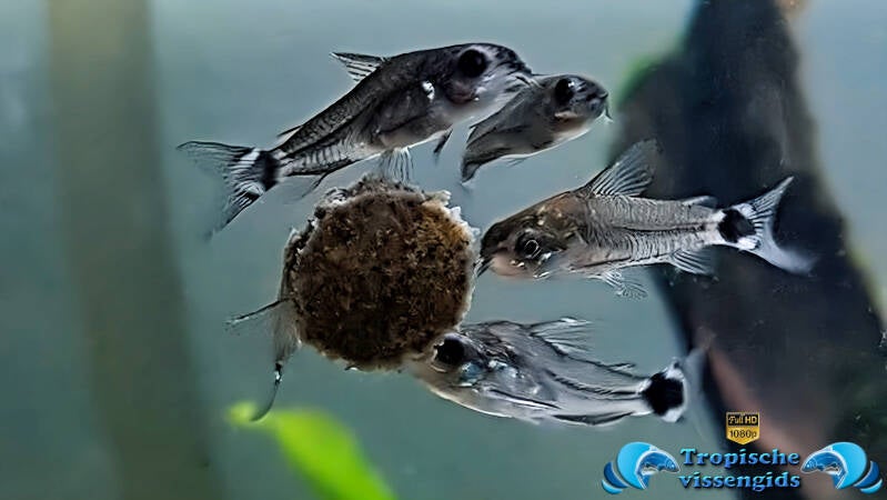 Gastrodermus hastatus