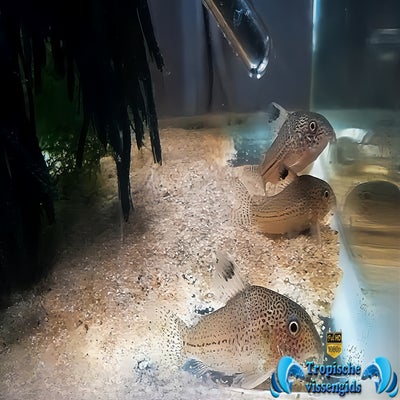 Hoplisoma julii