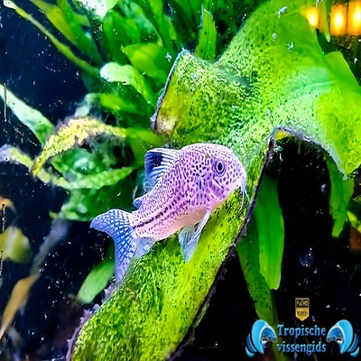 Hoplisoma julii