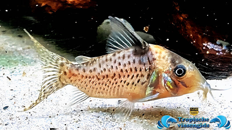 Hoplisoma melanistium