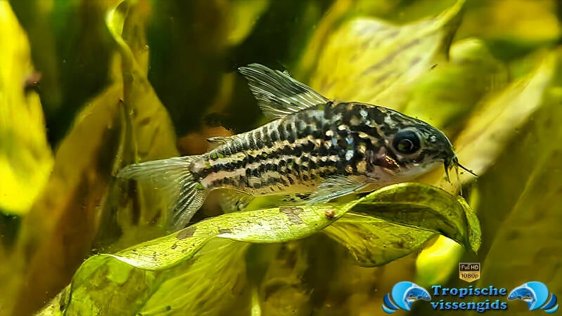 Gastrodermus napoensis