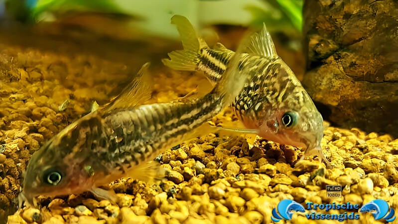 Gastrodermus napoensis