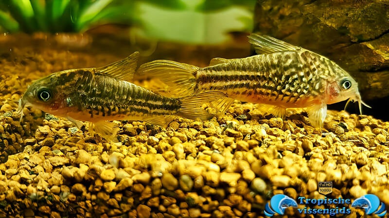 Gastrodermus napoensis