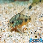 Hoplisoma paleatus