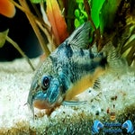 Hoplisoma paleatus