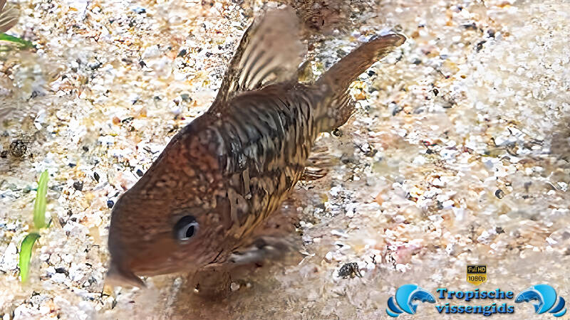 Brochis pantanalensis