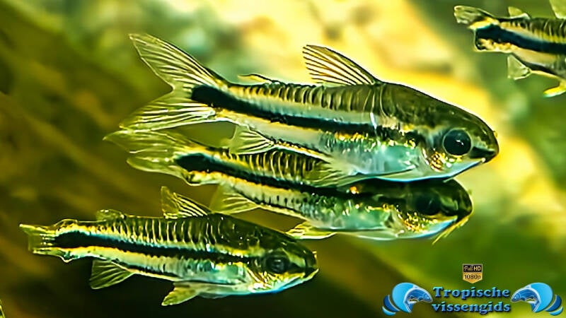 Gastrodermus pygmaeus