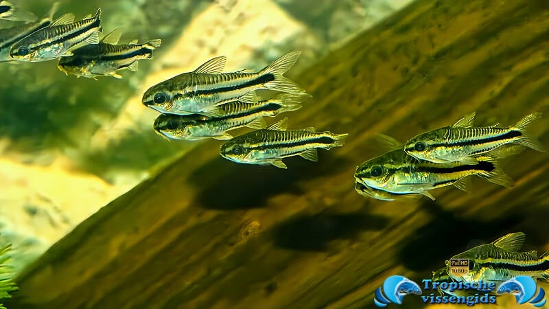 Gastrodermus pygmaeus