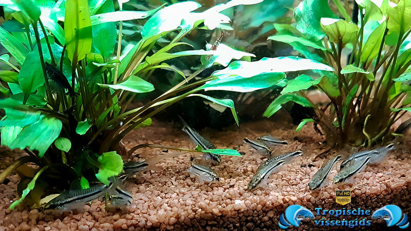 Gastrodermus pygmaeus