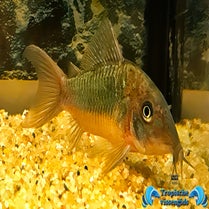 Brochis splendens