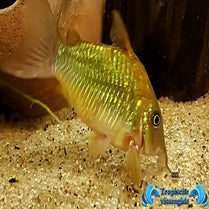 Brochis splendens
