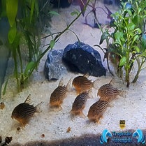 Hoplisoma sterbai