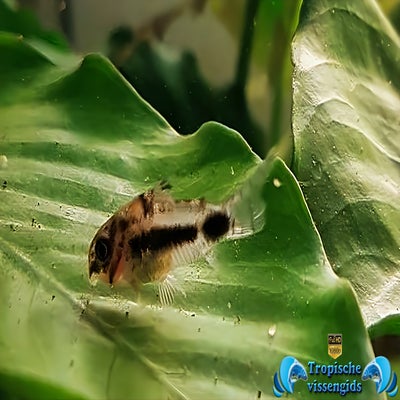 Hoplisoma habrosum