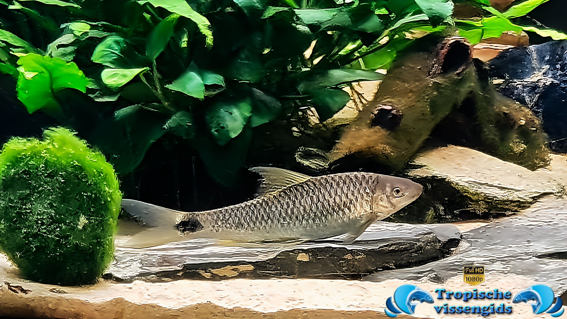 Crossocheilus reticulatus