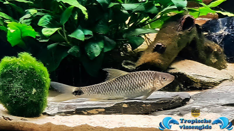 Crossocheilus reticulatus