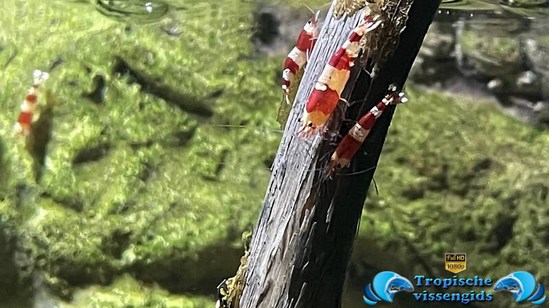 Caridina cf. cantonensis Crystal Red