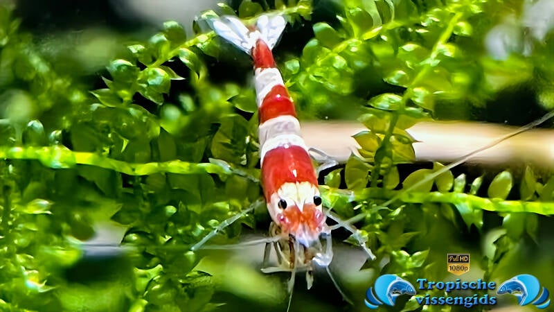 Caridina cf. cantonensis Crystal Red