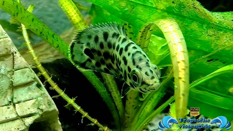 Ctenopoma acutirostre