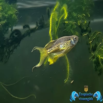 Kweekvorm van Danio rerio sluier