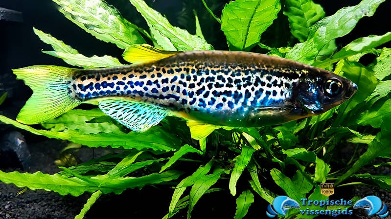 Kweekvorm van Danio rerio