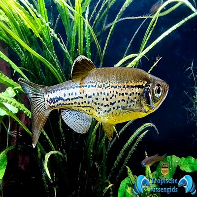 Kweekvorm van Danio rerio