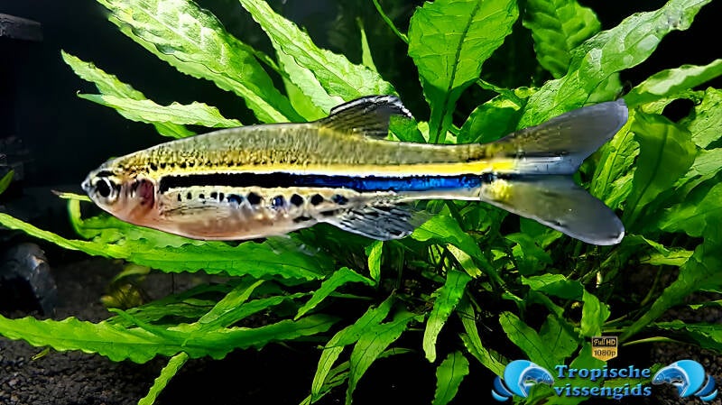 Vierde danio