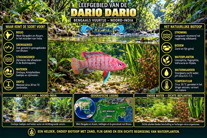 Dario dario