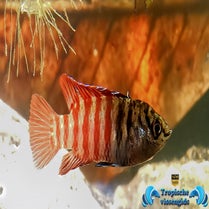 Dario sp. Myanmar