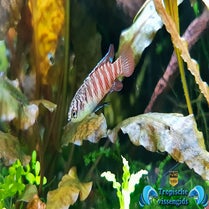 Dario sp. Myanmar