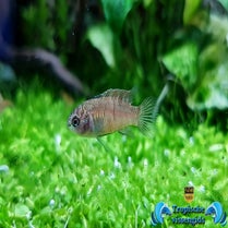 Dario sp. Myanmar