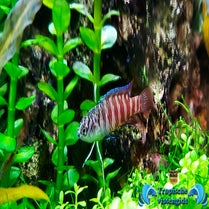 Dario sp. Myanmar